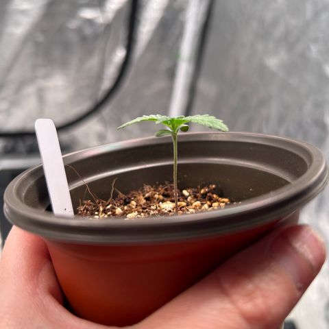 Cinnamon Milk growlog timeline photo