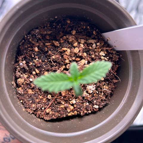 Cinnamon Milk growlog timeline photo