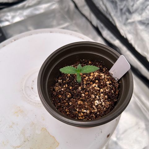 Cinnamon Milk growlog timeline photo