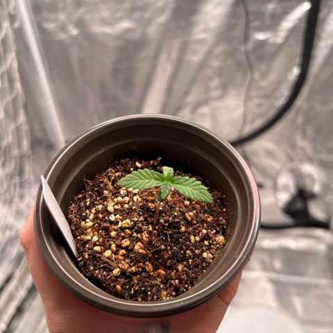 Cinnamon Milk growlog timeline photo