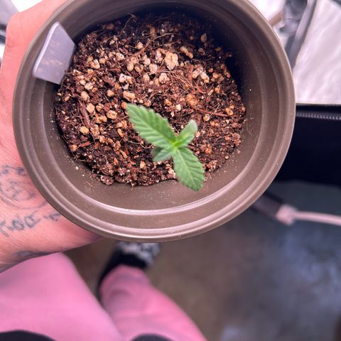 Cinnamon Milk growlog timeline photo