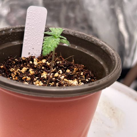 Cinnamon Milk growlog timeline photo