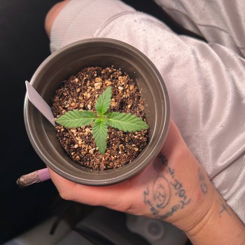Cinnamon Milk growlog photo: Getting big