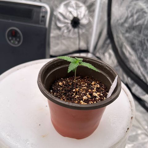 Cinnamon Milk growlog photo: Getting big