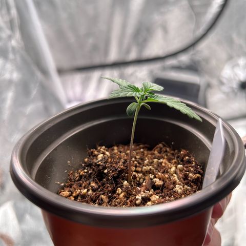 Cinnamon Milk growlog photo: Getting big