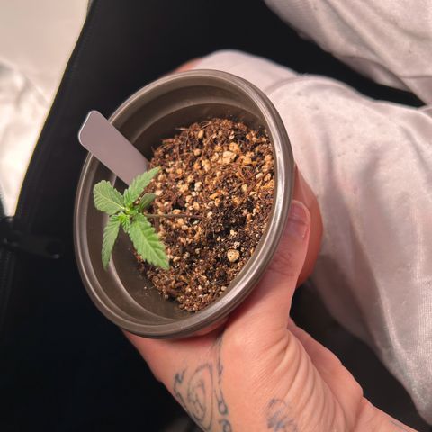Cinnamon Milk growlog photo: Getting big