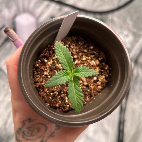 Cinnamon Milk growlog photo: Getting big