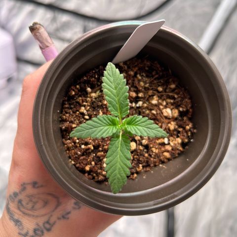Cinnamon Milk growlog photo: Getting big