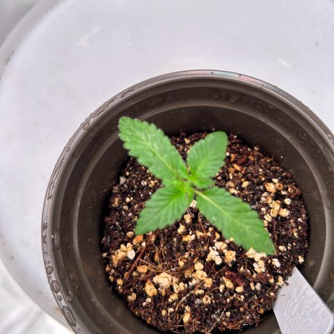 Cinnamon Milk growlog photo: Getting big