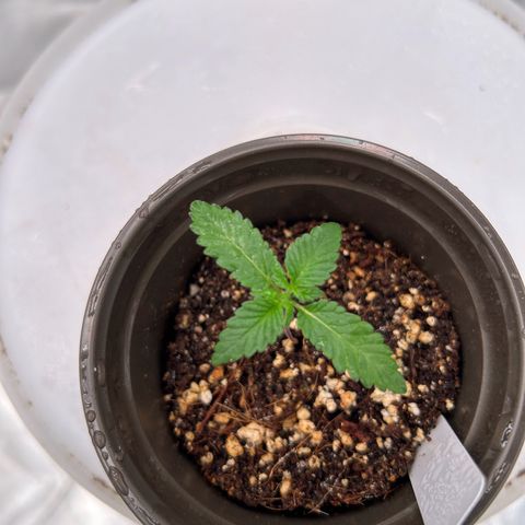 Cinnamon Milk growlog photo: Getting big