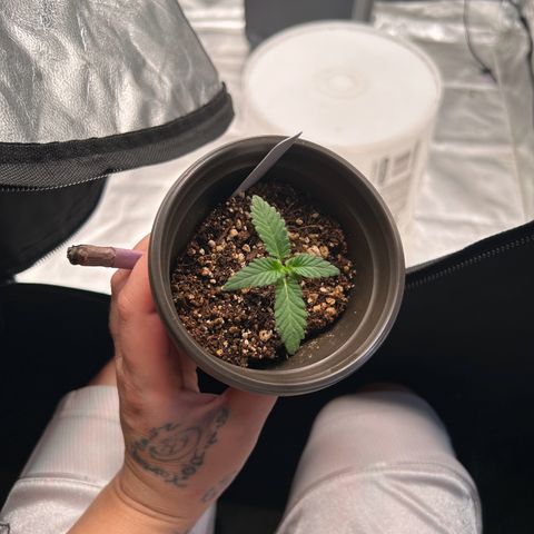 Cinnamon Milk growlog photo: Getting big
