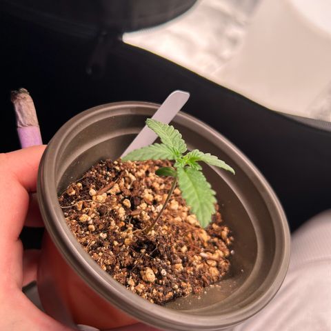 Cinnamon Milk growlog photo: Getting big