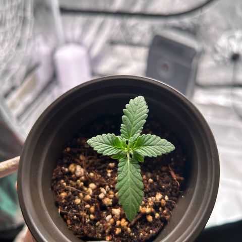 Cinnamon Milk growlog photo: Wow grew much more in like 1 hour !!!!!