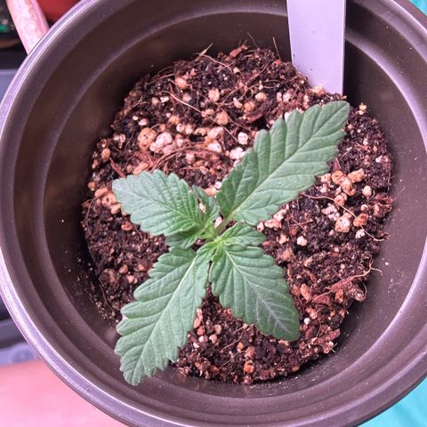 Cinnamon Milk growlog photo: Wow grew much more in like 1 hour !!!!!