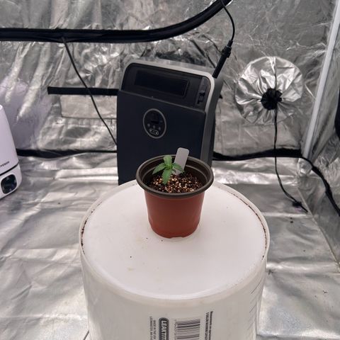 Cinnamon Milk growlog photo: Wow grew much more in like 1 hour !!!!!