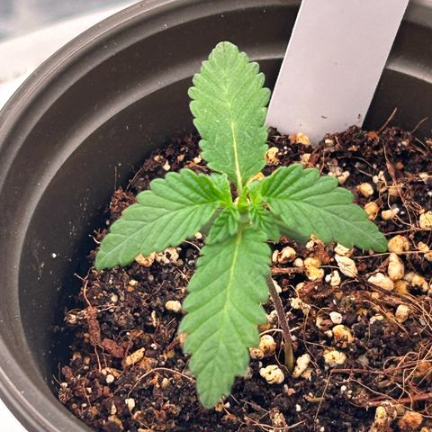 Cinnamon Milk growlog photo: Wow grew much more in like 1 hour !!!!!