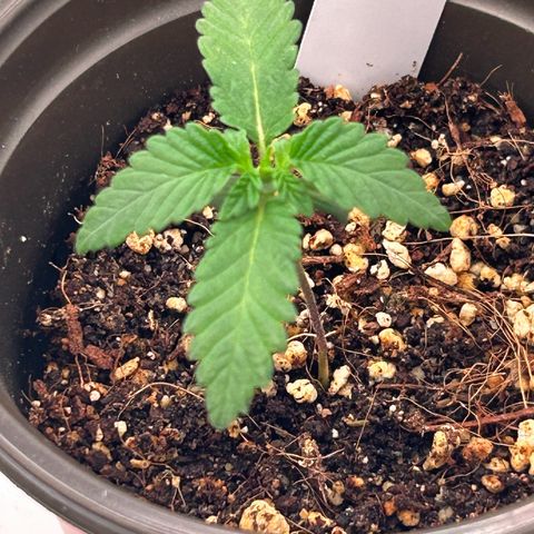 Cinnamon Milk growlog photo: Wow grew much more in like 1 hour !!!!!