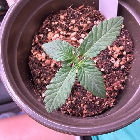 Cinnamon Milk growlog photo: Wow grew much more in like 1 hour !!!!!