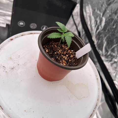 Cinnamon Milk growlog timeline photo