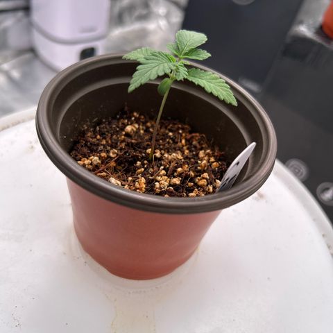 Cinnamon Milk growlog timeline photo