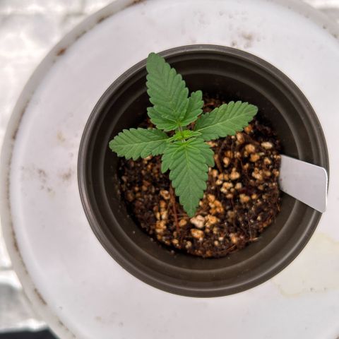 Cinnamon Milk growlog timeline photo