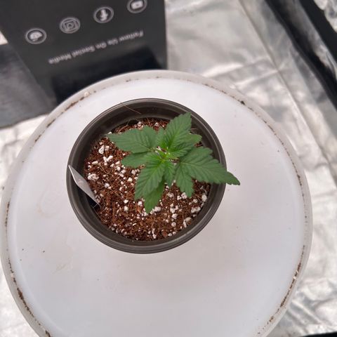 Cinnamon Milk growlog timeline photo