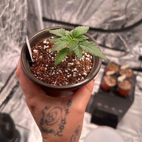 Cinnamon Milk growlog timeline photo