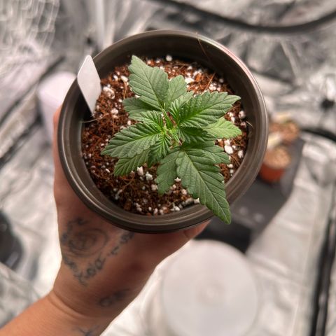 Cinnamon Milk growlog timeline photo