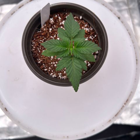 Cinnamon Milk growlog timeline photo