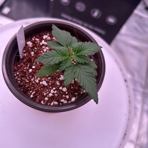Cinnamon Milk growlog timeline photo