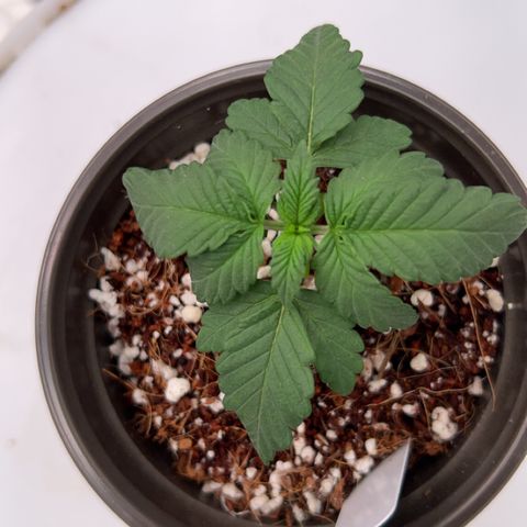 Cinnamon Milk growlog timeline photo