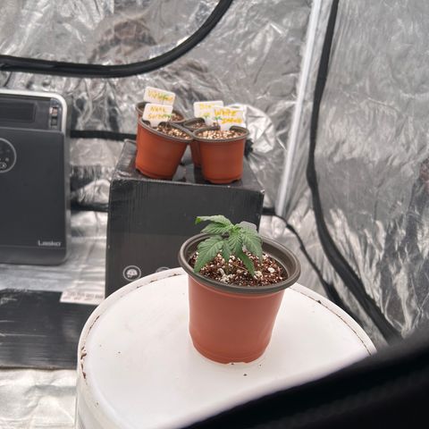 Cinnamon Milk growlog timeline photo