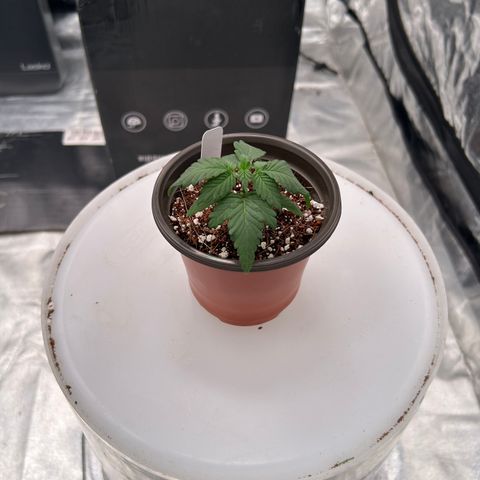 Cinnamon Milk growlog timeline photo