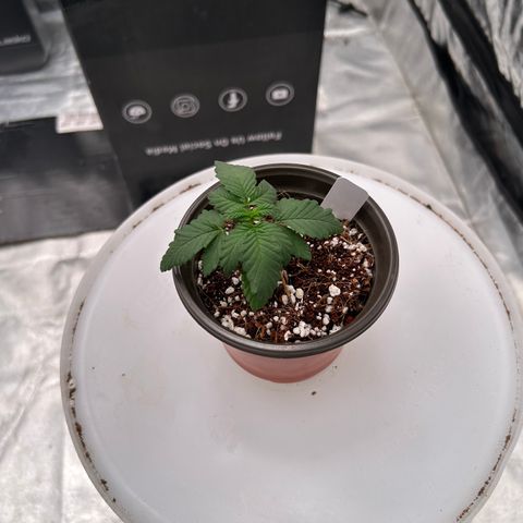 Cinnamon Milk growlog timeline photo