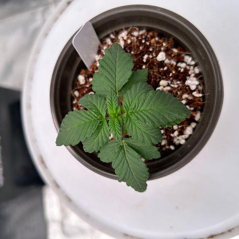 Cinnamon Milk growlog timeline photo