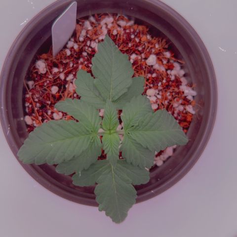 Cinnamon Milk growlog timeline photo