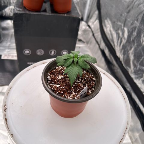 Cinnamon Milk growlog timeline photo