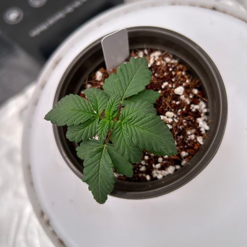 Cinnamon Milk growlog timeline photo