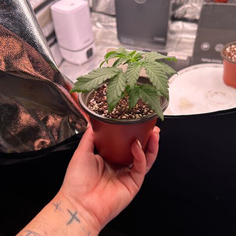 Cinnamon Milk growlog timeline photo