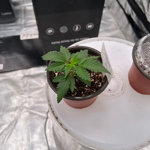 Cinnamon Milk growlog timeline photo