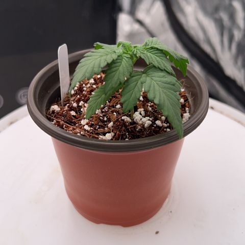 Cinnamon Milk growlog timeline photo