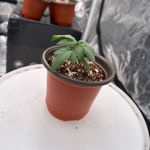 Cinnamon Milk growlog timeline photo