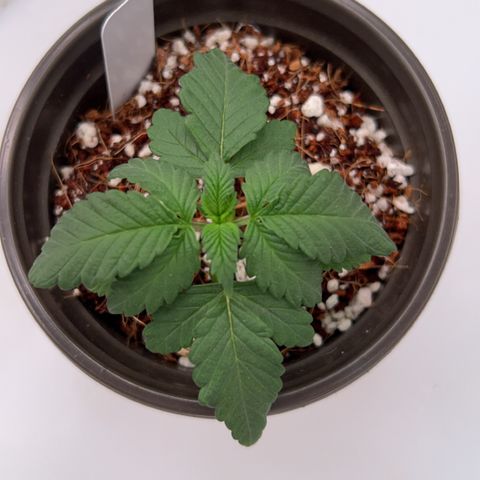 Cinnamon Milk growlog timeline photo