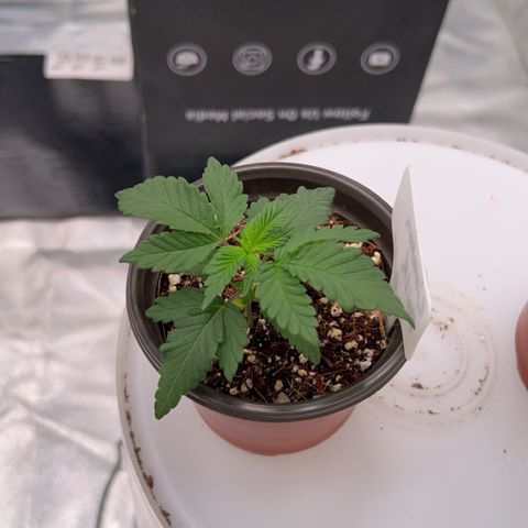 Cinnamon Milk growlog timeline photo