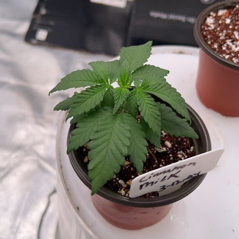 Cinnamon Milk growlog timeline photo