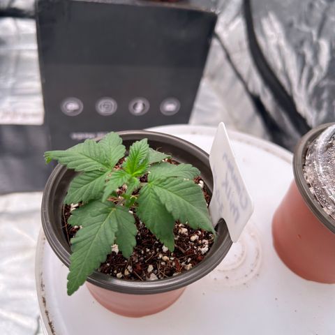 Cinnamon Milk growlog timeline photo