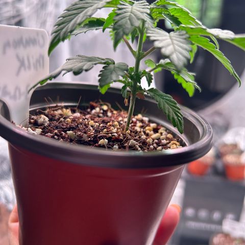 Cinnamon Milk growlog timeline photo