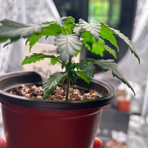 Cinnamon Milk growlog timeline photo