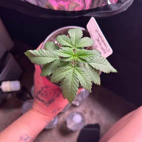 Cinnamon Milk growlog timeline photo