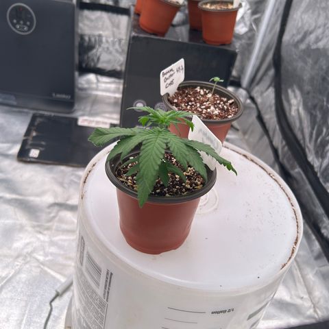 Cinnamon Milk growlog timeline photo